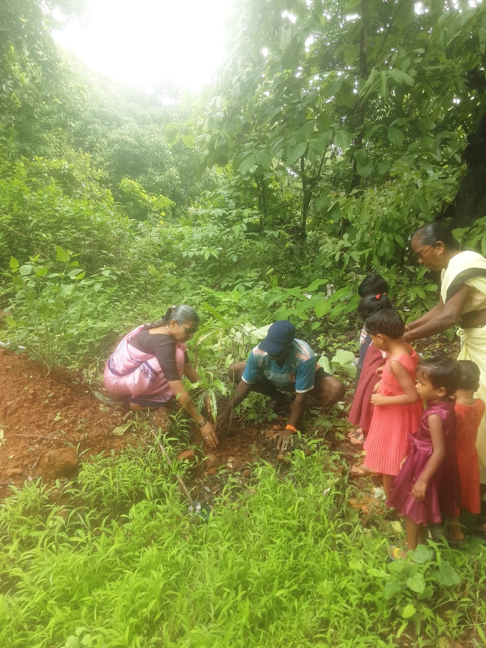 Tree Plantation